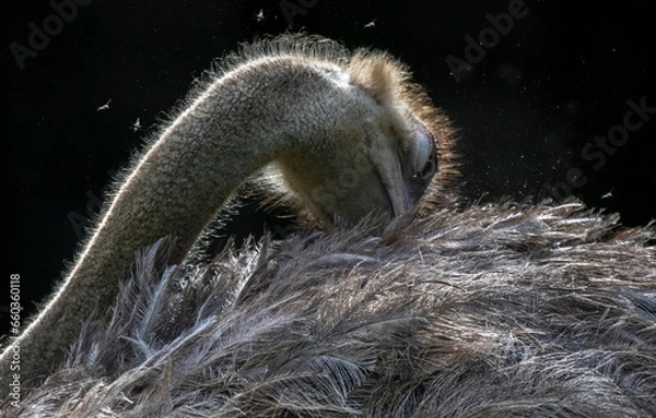 Fototapeta squirrel on a branch