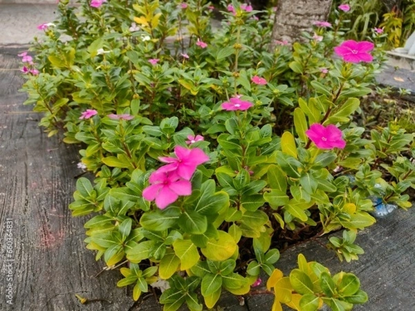 Obraz flowers in the garden