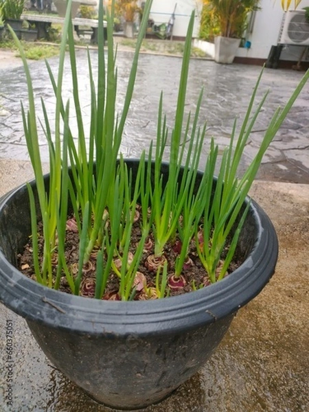 Obraz daffodils in the garden