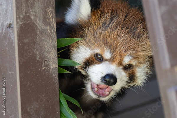 Fototapeta レッサーパンダ