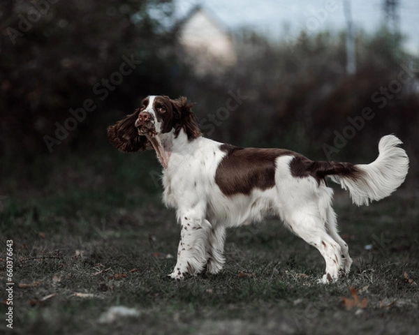 Obraz English Springer Spaniel