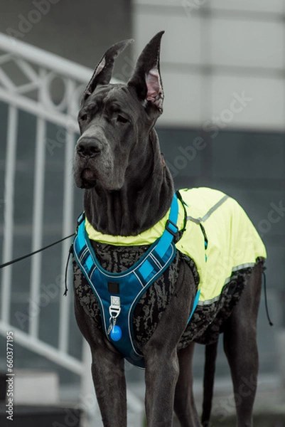 Fototapeta German dog