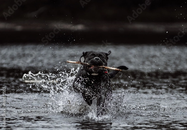 Fototapeta German dog