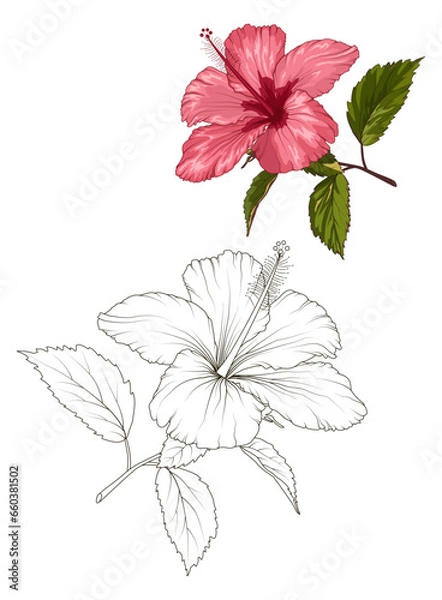 Fototapeta Hibiscus beautiful blooming flower isolated on white background. Closeup macro detailed view. Color black white outline sketch drawing set. Exotic tropical spring summer botanical vector design.