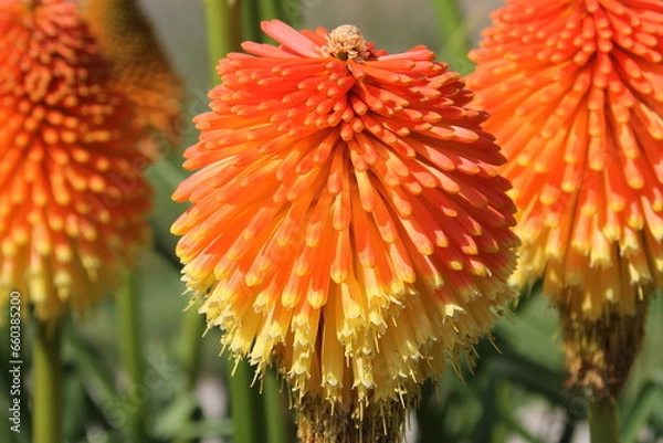 Obraz Kniphofia uvaria, tison de satan