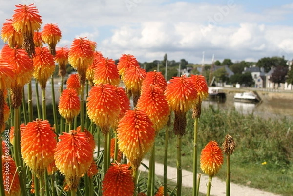 Obraz Kniphofia uvaria, tison de satan