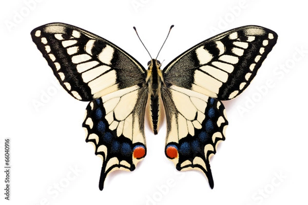 Obraz Butterfly Papilio machaon
