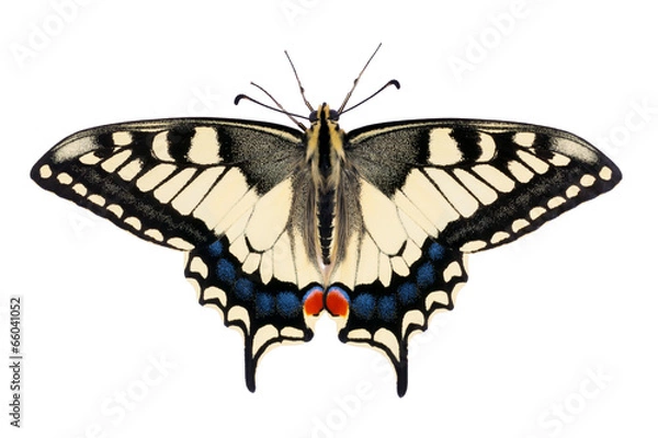 Obraz Butterfly Papilio machaon