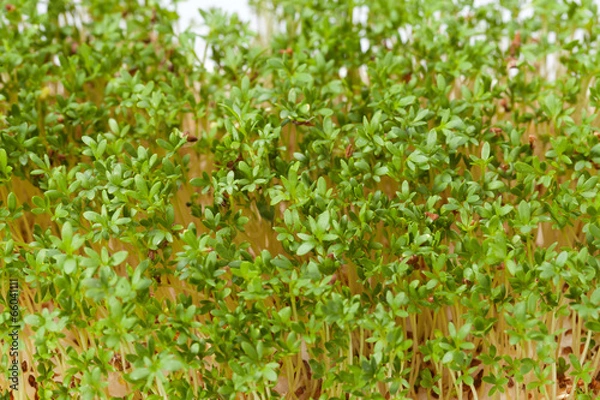 Fototapeta Cress seedlings isolated on white background
