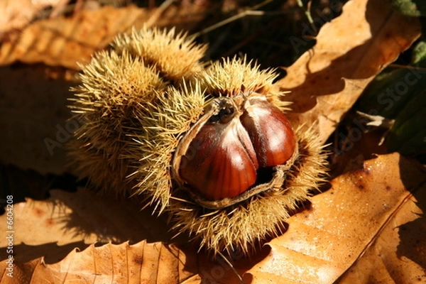 Fototapeta Châtaignes