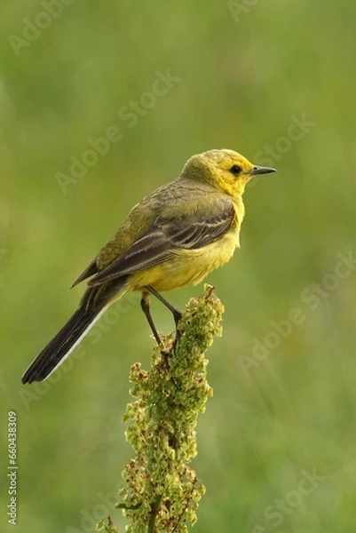 Fototapeta Closeup of a Yellow Wagtail perched atop a branch with a blurry background