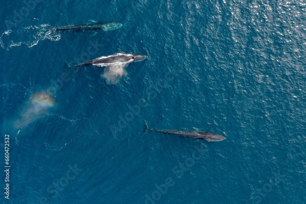 Fototapeta greenland whale whatching aerial drone view 