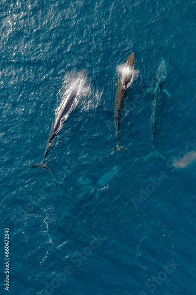 Fototapeta greenland whale whatching aerial drone view 