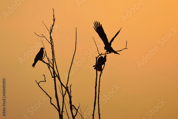 Obraz Silhouette bird flying at sunset