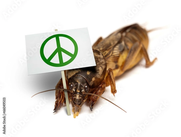 Obraz Mole cricket demonstrates for peaceful sollution of pest problem