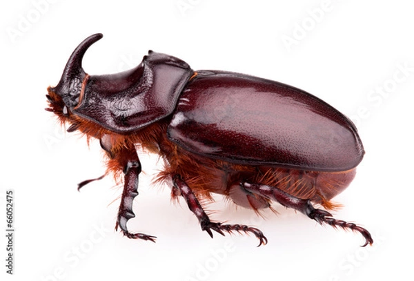 Obraz Rhinoceros beetle