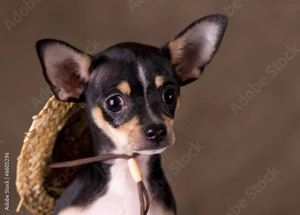 Obraz Chihuahua with Straw Hat