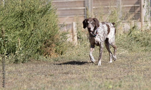 Fototapeta Beautiful portrait of a purebred hunting dog German Shorthaired Pointer brown. The German Shorthaired Pointer is a hunting dog. Close-up portrait of a beautiful dog