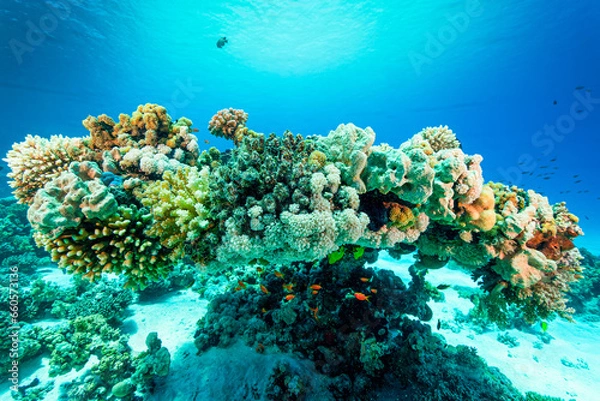 Fototapeta coral reef