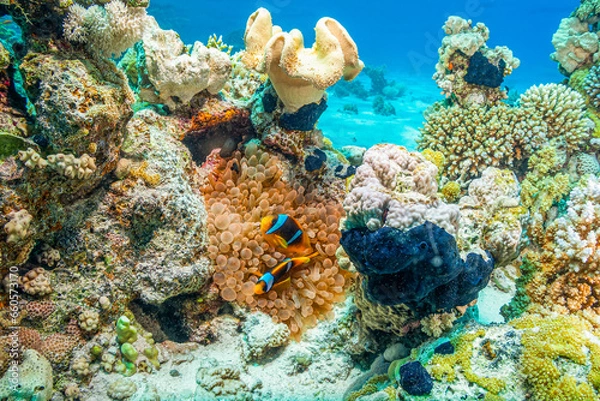 Fototapeta coral reef