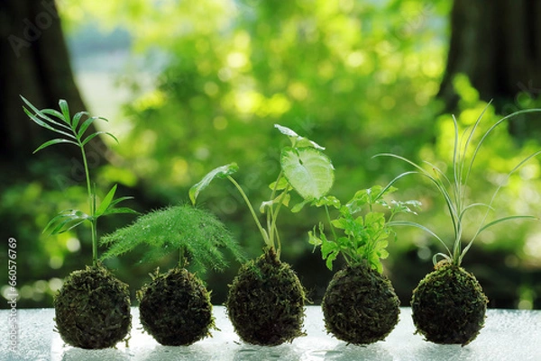 Obraz ミニ観葉植物を植え付けた苔玉達