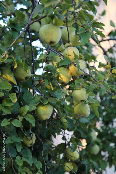 Fototapeta Árbol del membrillo