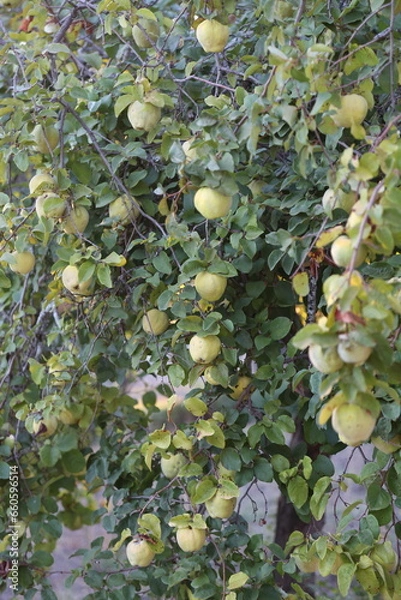 Fototapeta Árbol del membrillo