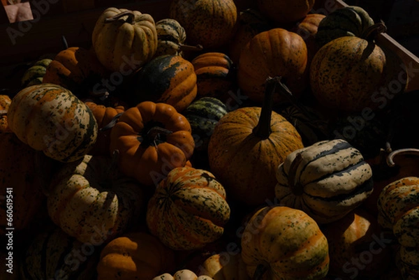 Obraz A pile of colorful pumpkins on a market. Pumpkins collection harvest. Colorful autumn background. Pumpkin farm.