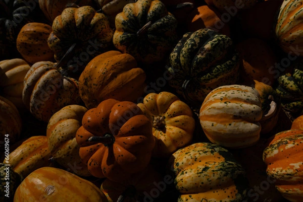 Obraz A pile of colorful pumpkins on a market. Pumpkins collection harvest. Colorful autumn background. Pumpkin farm.