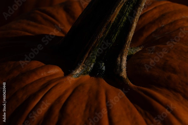 Obraz Closeup of a pumpkin stem. The light of the setting sun falling on a ripe pumpkin. harvest time, autumn.