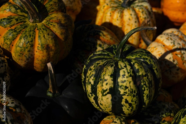 Obraz A pile of colorful pumpkins on a market. Pumpkins collection harvest. Colorful autumn background. Pumpkin farm.