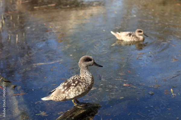 Obraz Marbled teal