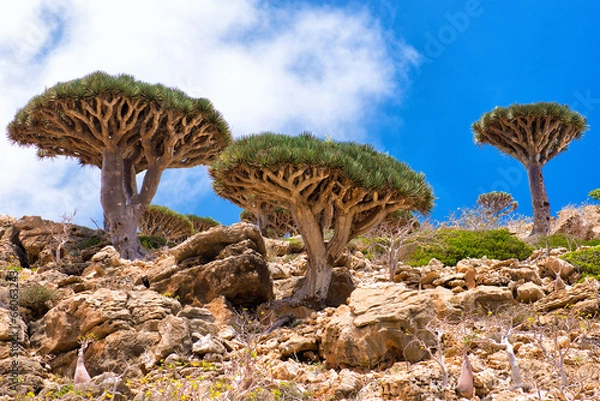 Obraz Socotra Homhil dragon tree