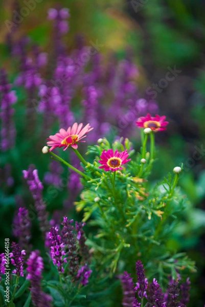 Obraz Pink daisy flowers