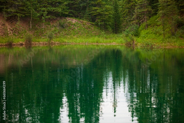 Obraz Green pond in the woods