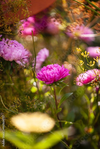 Obraz Pink asters in a group