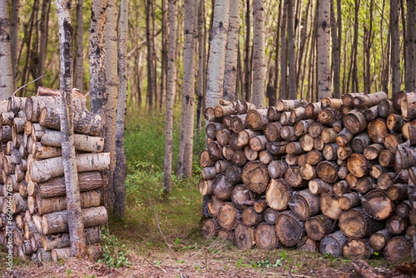 Obraz Firewood in the trees off grid