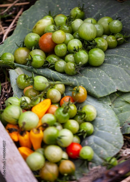 Obraz Cherry tomatoes in the garden