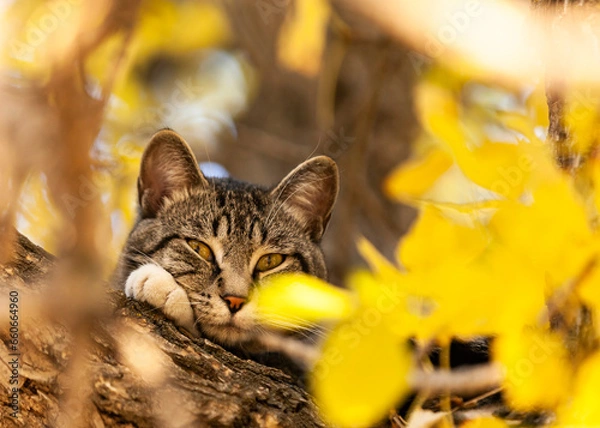 Obraz Cat snoozing in a tree