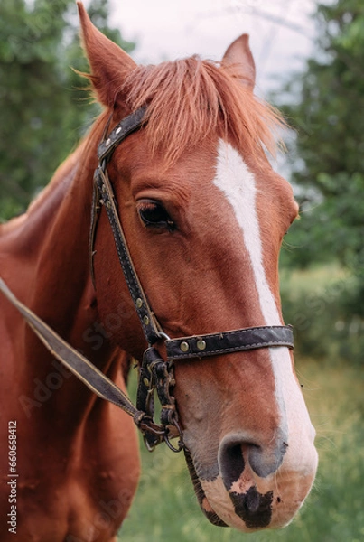 Fototapeta The muzzle of a thoroughbred red horse. Portrait of a beautiful mare. Head shot of one horse. Red horse close-up, portrait on a green background