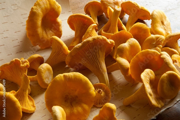 Obraz Champignons comestibles, chanterelles