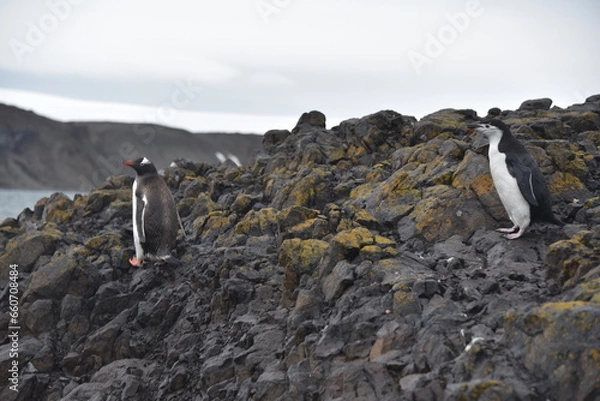 Obraz penguins in antarctica