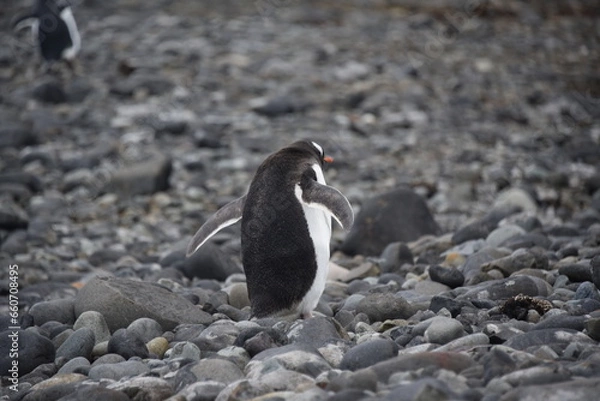 Obraz penguins in antarctica