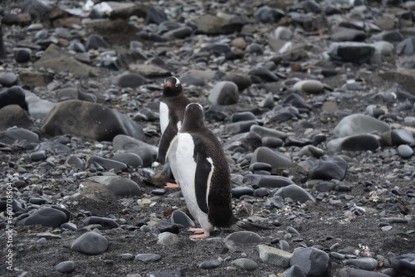 Obraz penguins in antarctica