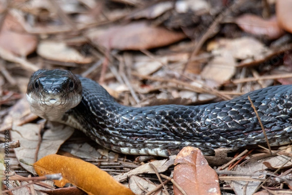 Obraz rat snake