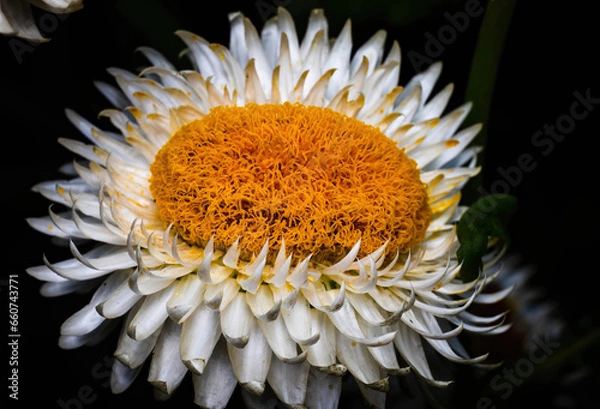 Obraz flower on black