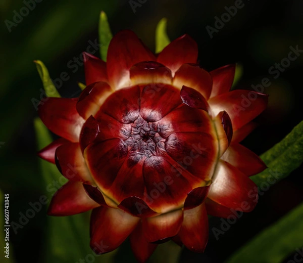 Obraz red poppy flower