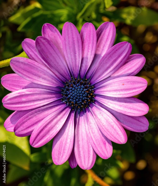 Obraz pink daisy flower