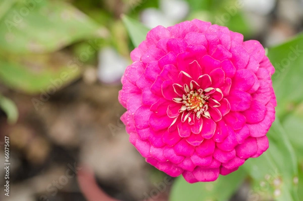 Obraz Zinnia flower