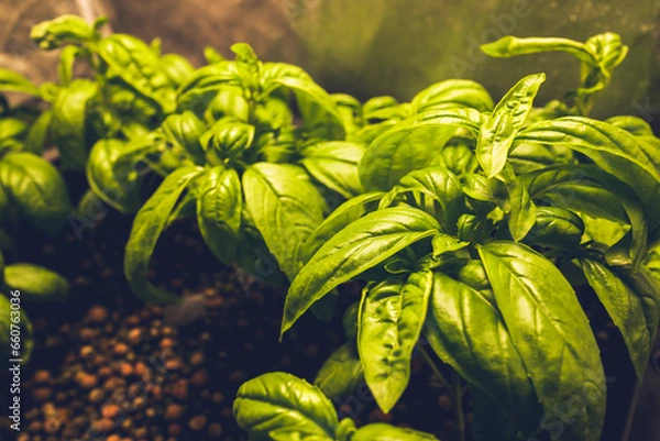 Obraz バジル 水耕栽培 ロックウール  ハイドロポニック 